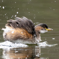 Australasian Grebe